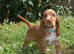 Ready Now Kc Reg Show Type Cocker Spaniel