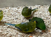 RARE Baby Elegant parrots