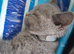 Quality outstanding Chunky GCCF Pedigree British Shorthair Kittens