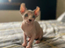 Amazing Sphynx