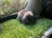 Sable and black double mane mini lion lop baby rabbits girls