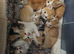 Beautiful mixed Kittens