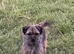 Border terrier cross patterjack