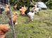 9 Week Old UK Bantam Silkie growers Unsexed