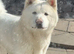 Japanese Akita Inu
