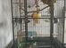 Quaker parrot blue 4 month old