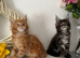 Beautiful tica reg Maine coon kittens.