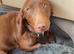 Male dachshund