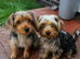 2 beautiful little girls Yorkshire