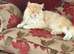 Male main coon