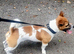 Male Jack Russell for sale