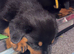 Ready to leave rear top champion kc Rottweiler puppies available