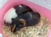 Bonded males