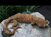 Breeding pair of chahoua gecko