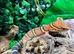 Chinese Cave Gecko (Bawanglingensis) at Birmingham Reptiles