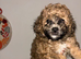 Beautiful Poochon Puppies - 1 boy & 2 girls available