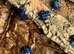 Azureus Dart frogs