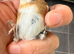 x2 males  2025 goldfinches bbc rings very fit