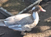 Female Muscovy Ducks