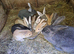 Beautiful Litter of Mixed Coloured Pure Bred Continental Giants - Vaccinated - RESERVE