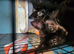 Tortoishell girl