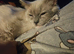 Male RAGDOLL