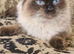Male Ragdoll stunning temperament