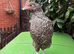 Handsome Purebred Cuckoo Marans Cockerel - Dark Egg Genetics