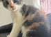 Female 5 month old kitten