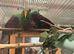 Beautiful Tame Male Eclectus Parrot – £800