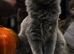 Stunning FIFe Registered Kurilian Bobtail kittens