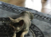 2 French bulldog girl looking for a new home.