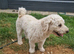 Adult male Poochon creamish white