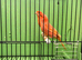 Dimorphic canary's