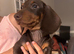 Chocolate &Tan Dachshund Pups