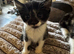 Kittens looking for their forever home