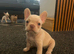 Beautiful French bulldog puppies