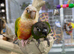 Conures