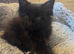 Pedigree Maine Coon Kittens