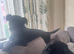 Reya - Looking for Her Forever Home