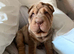 Shar Pei Puppy