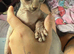 Adorable Canadian Sphynx Kitten