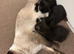 Ragdol x kittens