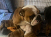 AMAZING CHUNKY BRITTISH BULLDOG PUPPIES