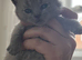 British Shorthair Kittens Vet Health Checked
