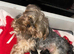 Beautiful Yorkshire terrier boy