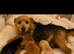 King Charles cross Yorkshire tarrier pups