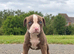 American bulldog