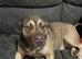 Rottweiler cross Shepherd