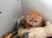 Cream tabby